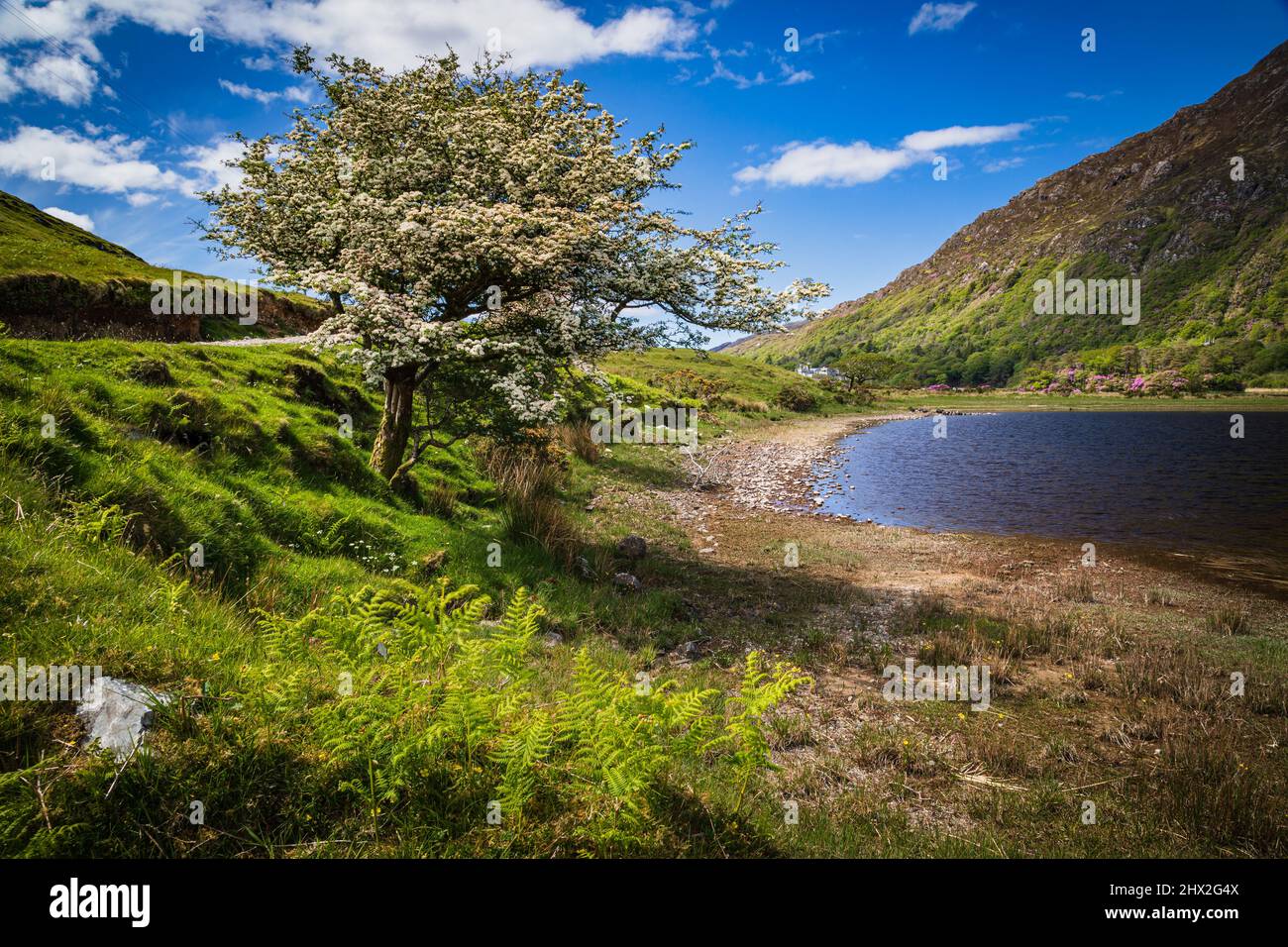 Hawthorn Tree di Pollacappul Lough, Kylemore, Connemara, Contea di Galway, Irlanda. Foto Stock