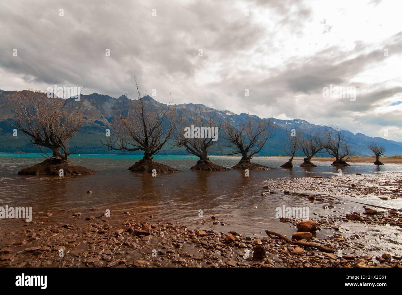 Willow alberi che crescono nel lago Wakatipu, Glenorchy Nuova Zelanda, Isola del Sud Foto Stock