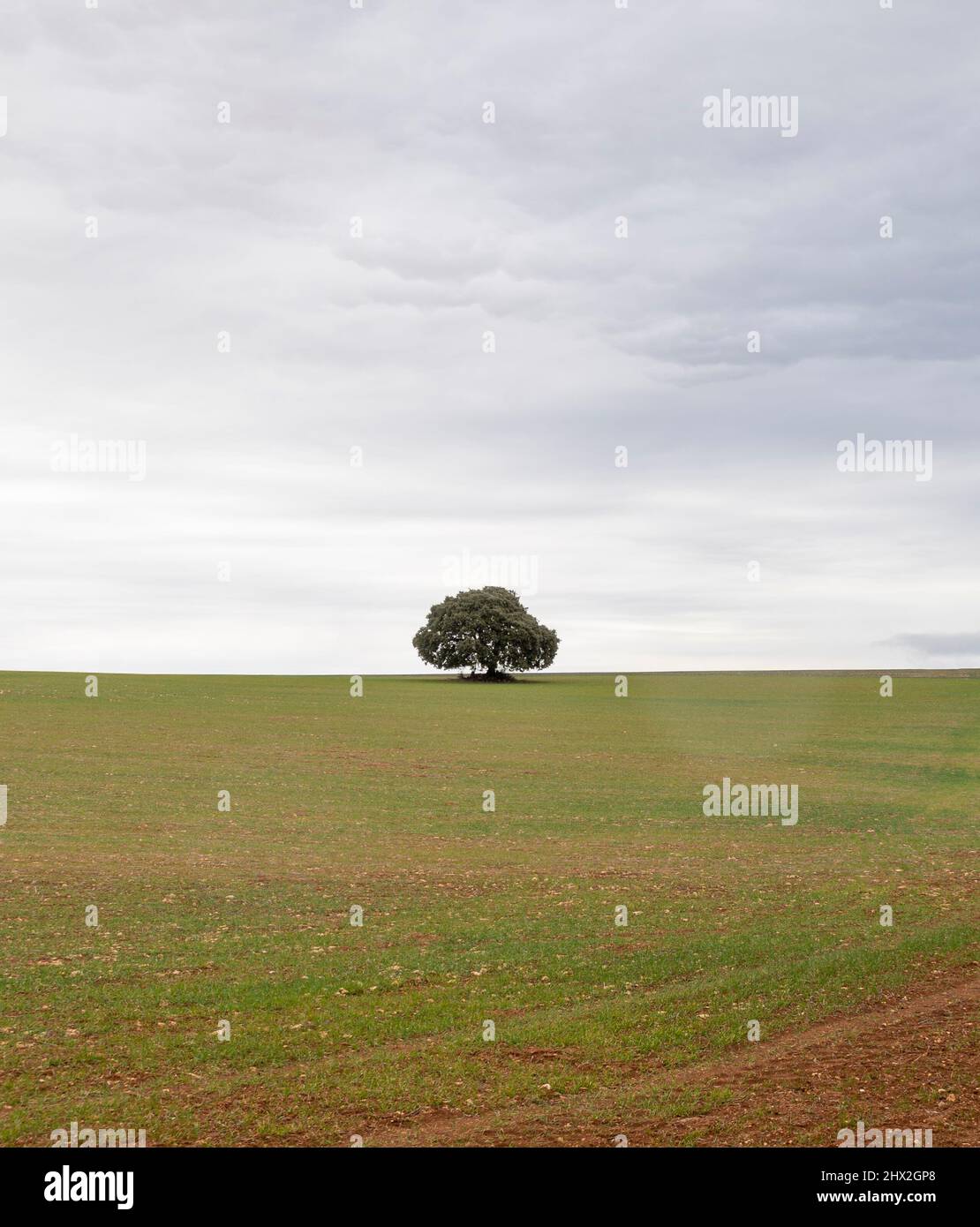 Una quercia solitaria in un campo verde con un cielo blu con le nuvole. Minimalismo. Sfondi Foto Stock