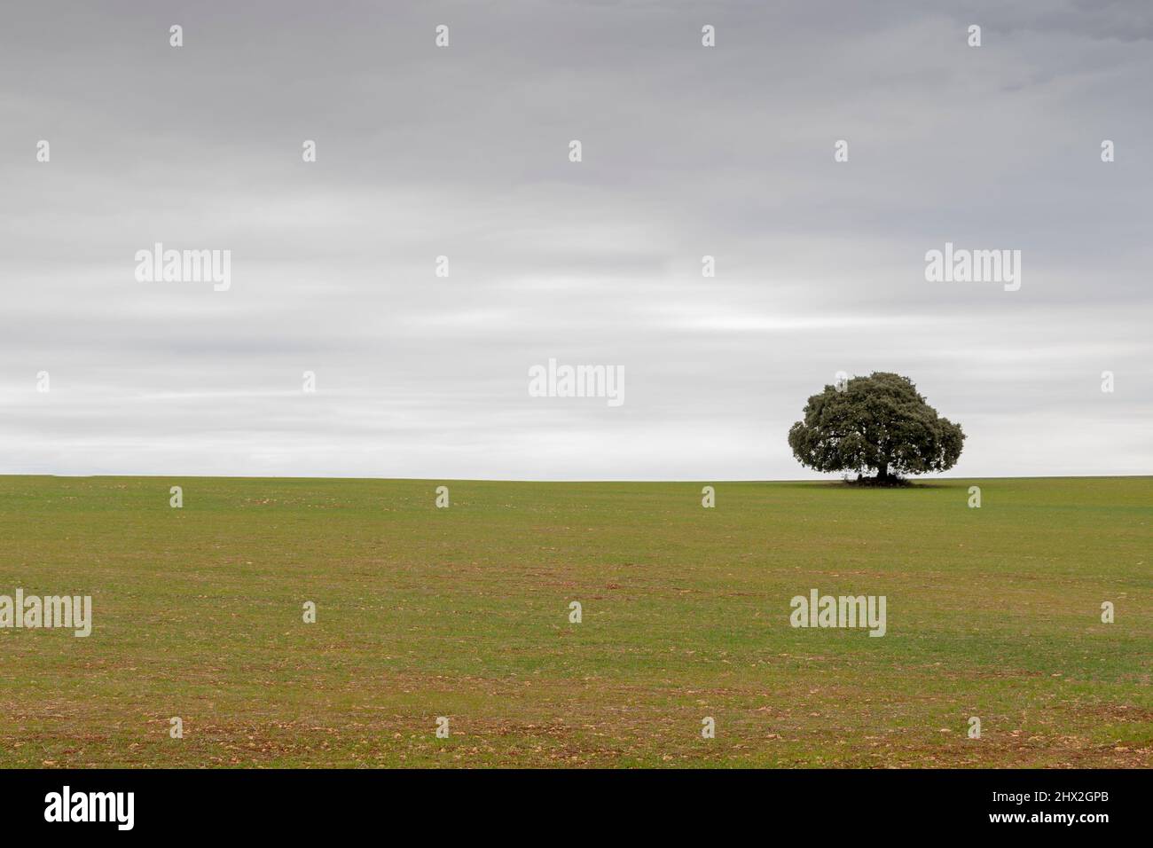 Una quercia solitaria in un campo verde con un cielo blu con le nuvole. Minimalismo. Sfondi Foto Stock