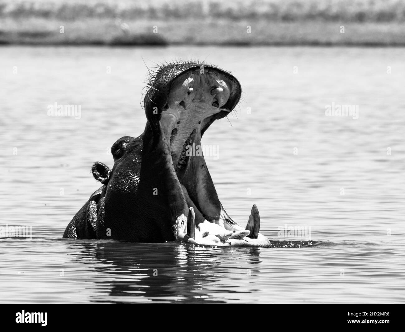 Grande ippopotamo con ampia bocca aperta nel fiume Foto Stock