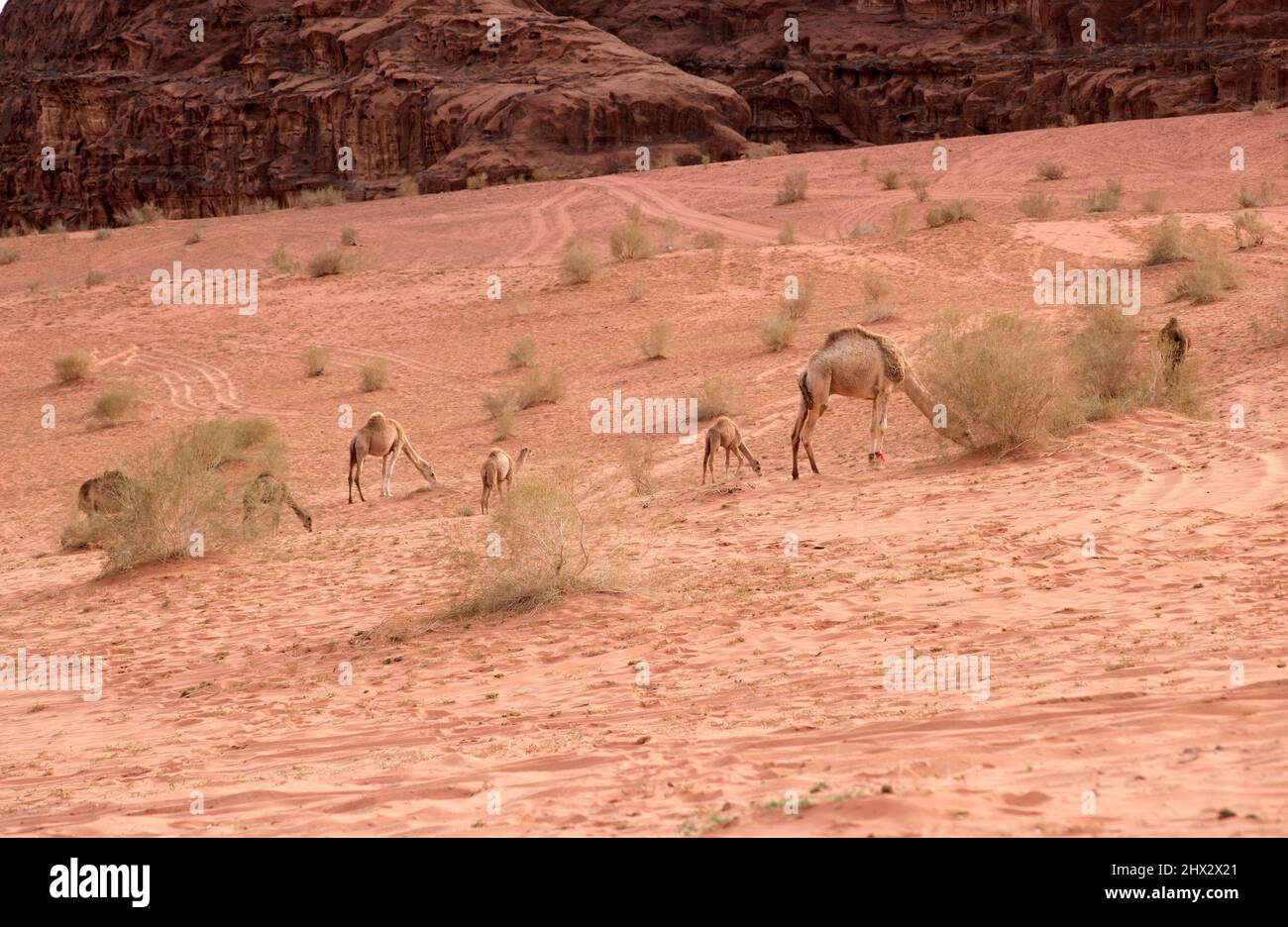 Dromedari o cammelli arabi che alimentano. Wadi Rum, Giordania. Foto Stock