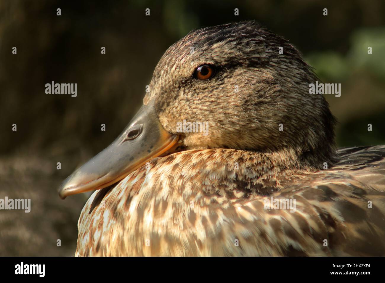 Eine Ente, die am Ufer eines vede, die Sonne genießt Foto Stock