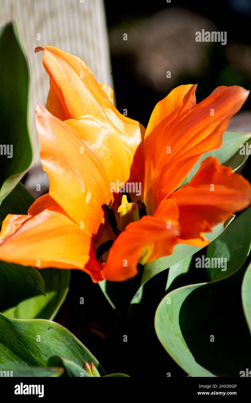 bellissimi fiori di tulipano in giardino in primo piano Foto Stock