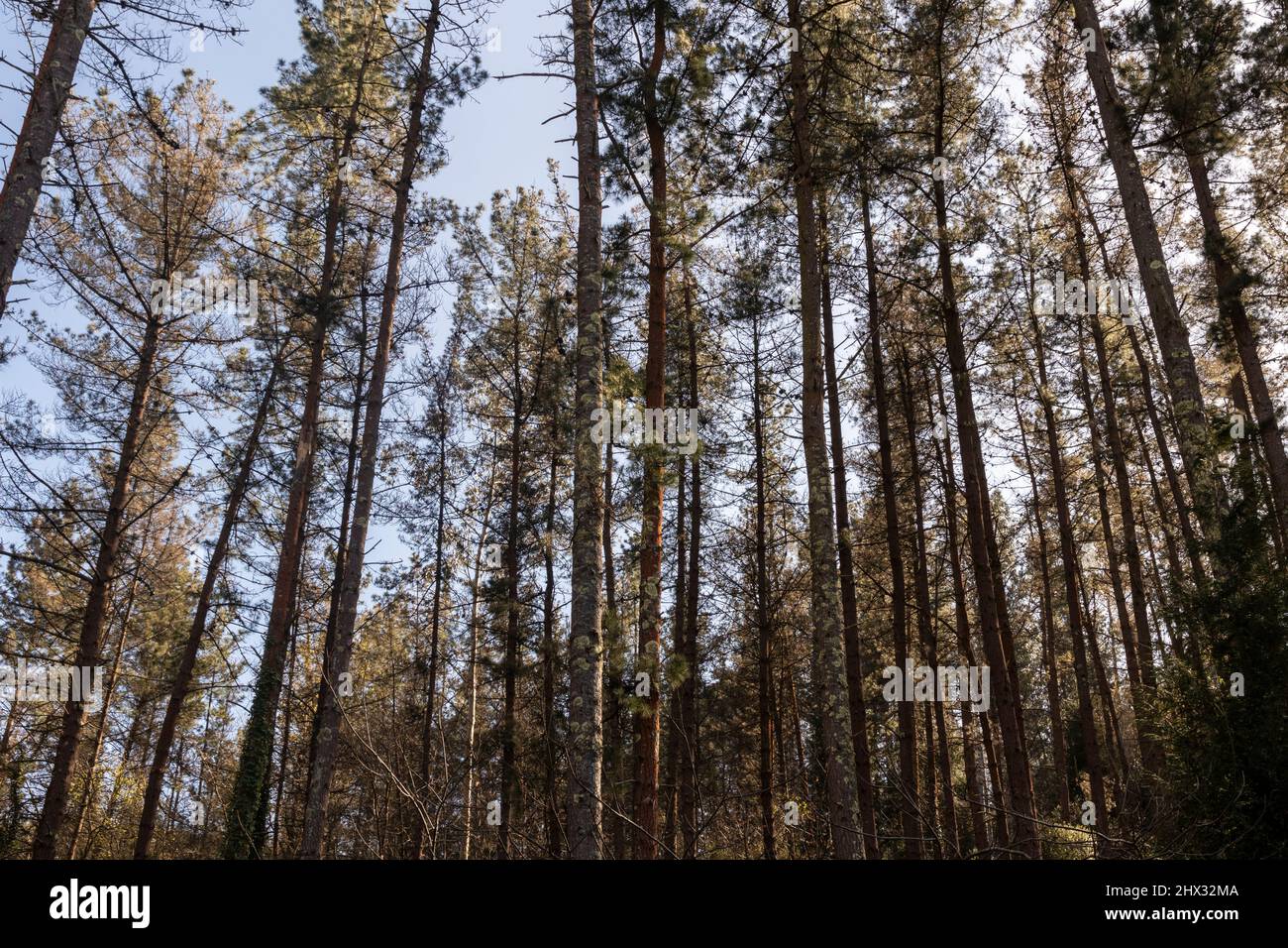 pineta nel paese basco Foto Stock