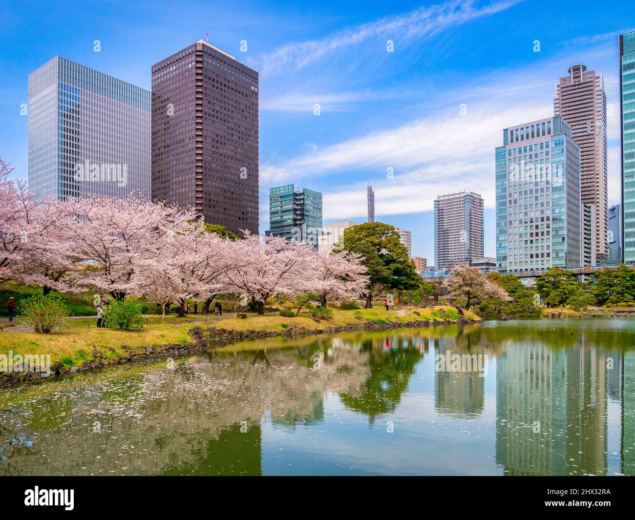 5 Aprile 2019: Tokyo, Giappone - Lago e ciliegia fioriscono nei Giardini Kyu-Shiba-rikyu, un giardino paesaggistico in stile tradizionale nel centro di Tokyo. Foto Stock