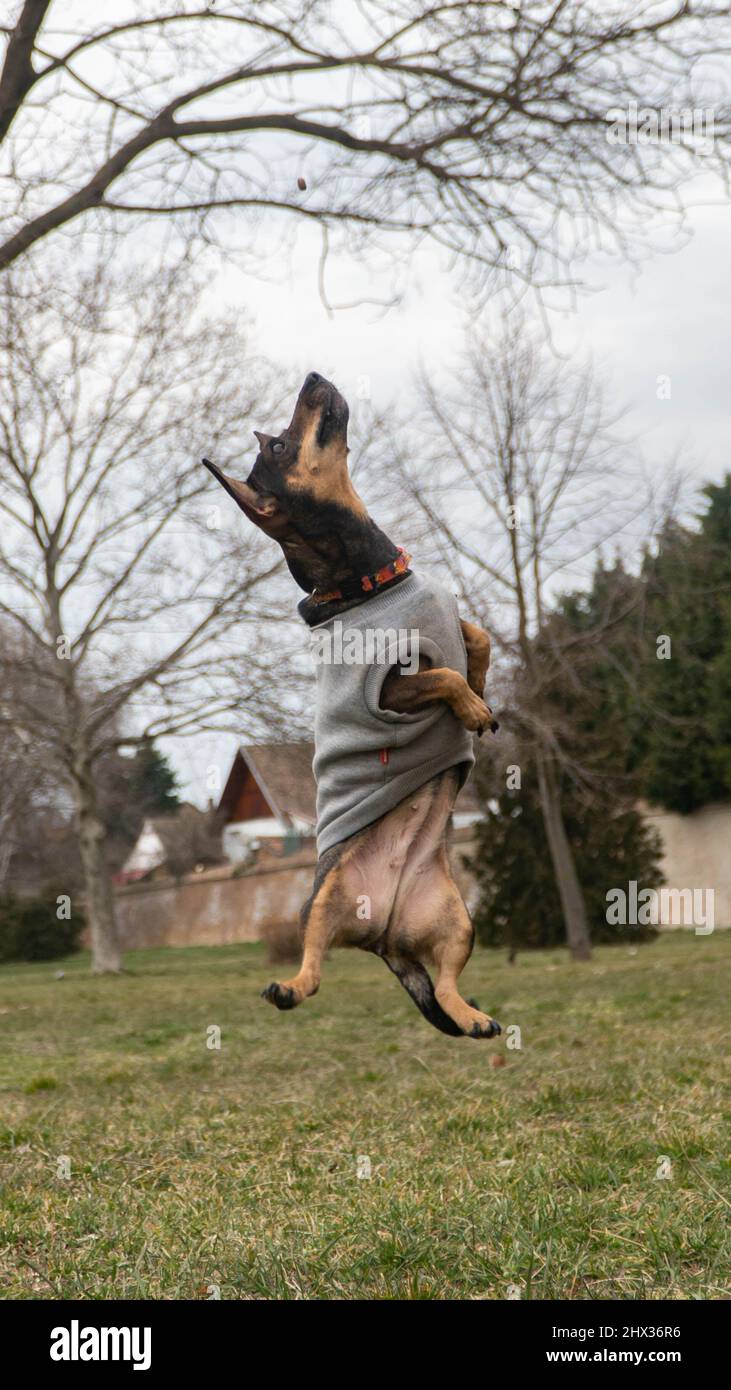 Normalmente un cane non può volare, ma se ci sono del cibo nell'aria. Otterranno ottenerli ad ogni costo. Foto Stock