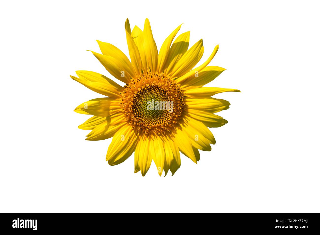 Grande girasole, primo piano. Fiore giallo. Isolato su sfondo bianco. Foto Stock