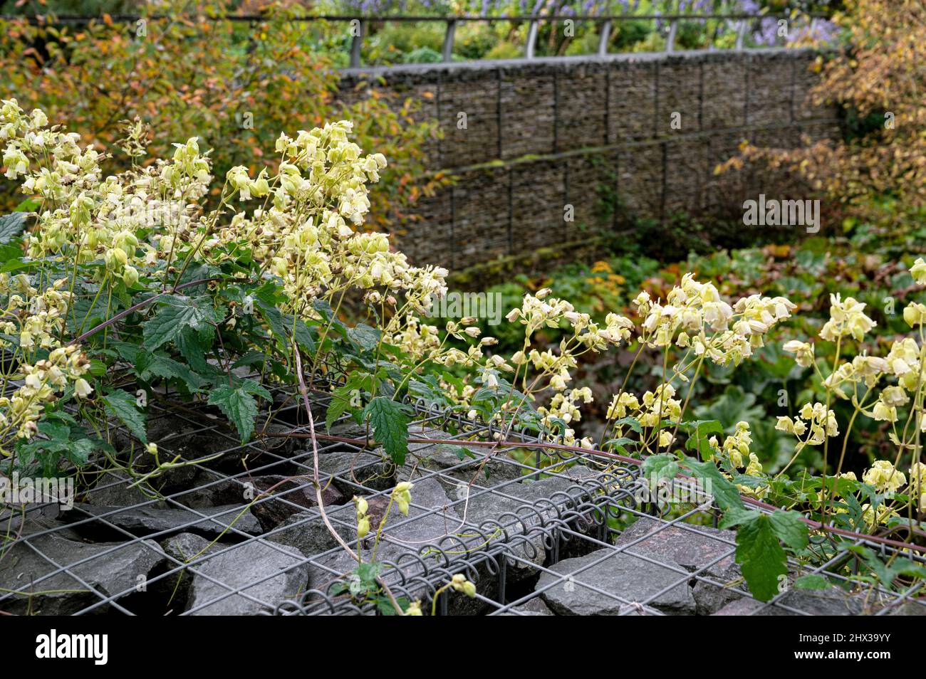 Clematis Rehderiana, nodding Virgins bower, Clematis nutans Becket. Arrampicarsi su e sopra una parete di gabion. Foto Stock