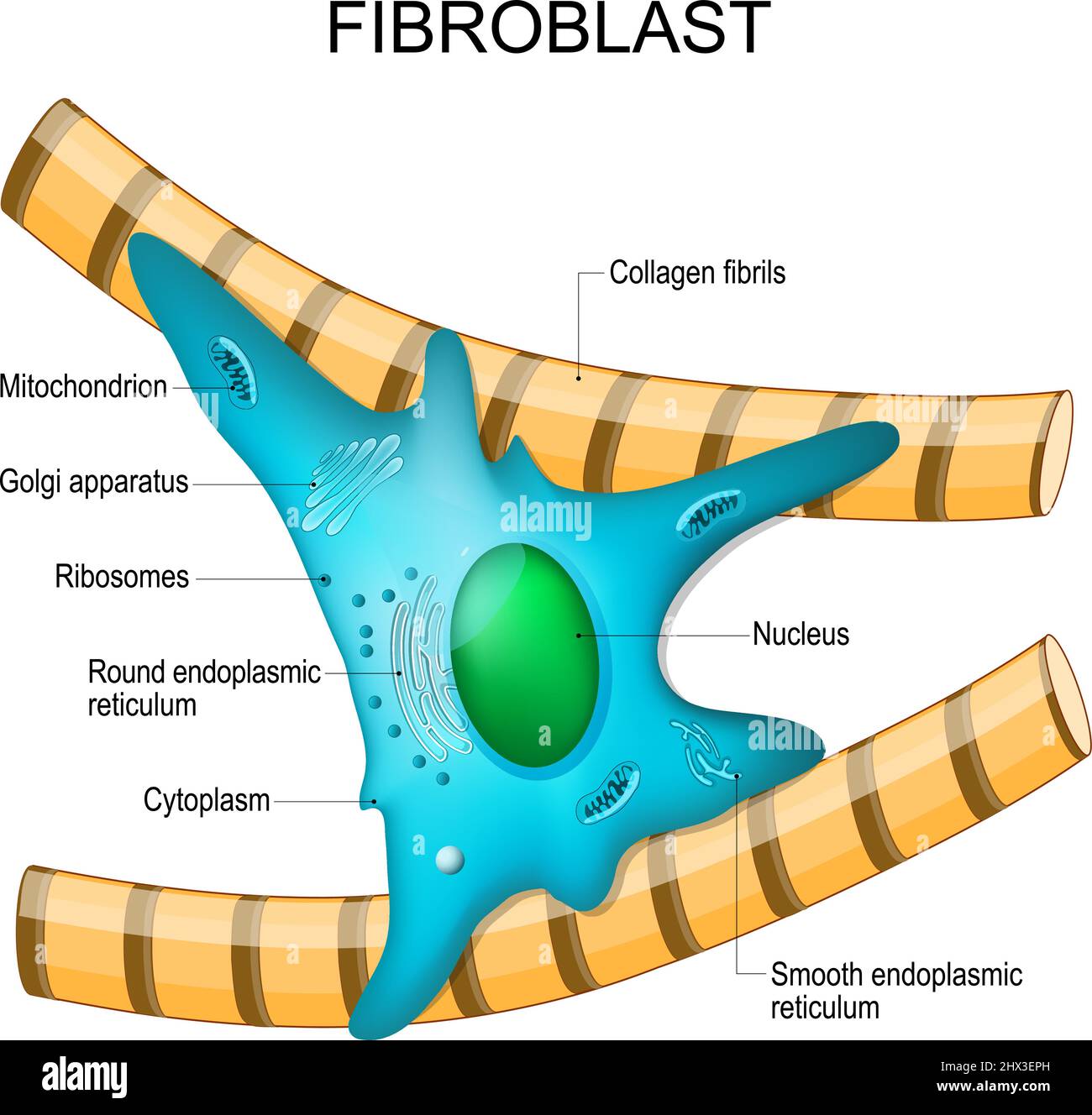 anatomia dei fibroblasti. struttura cellulare. Diagramma con apparato golgi, nucleo, mitocondrio e ribosomi. Illustrazione vettoriale. Poster Illustrazione Vettoriale