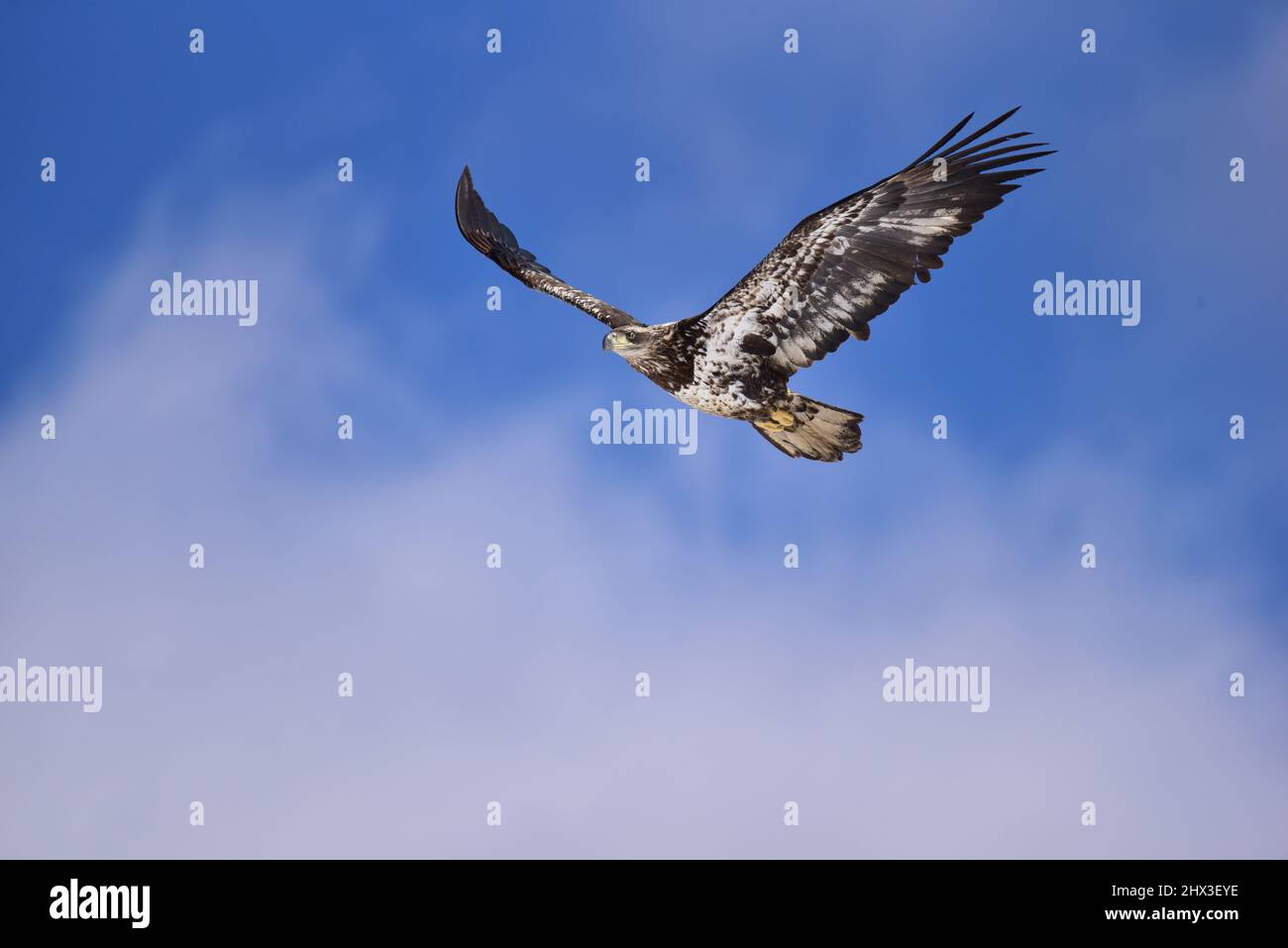 Fogliame dalla cima della montagna su strada sterrata Foto Stock