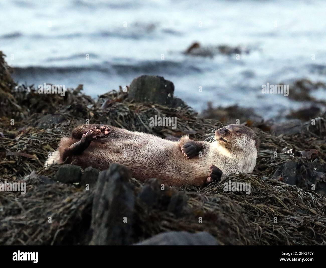 Otter, Lutra lutra, Shetland, Scozia, Regno Unito Foto Stock