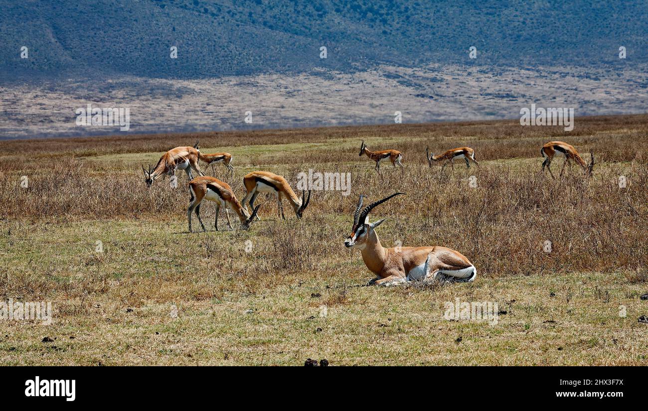 Gazzelle di Grant, scena, 1 seduta, 7 pascolo, Nanger granti, erbivoro, fauna selvatica, corna ad anello a forma di lira, mammiferi, animali, Cratere di Ngorongoro, Tanza Foto Stock