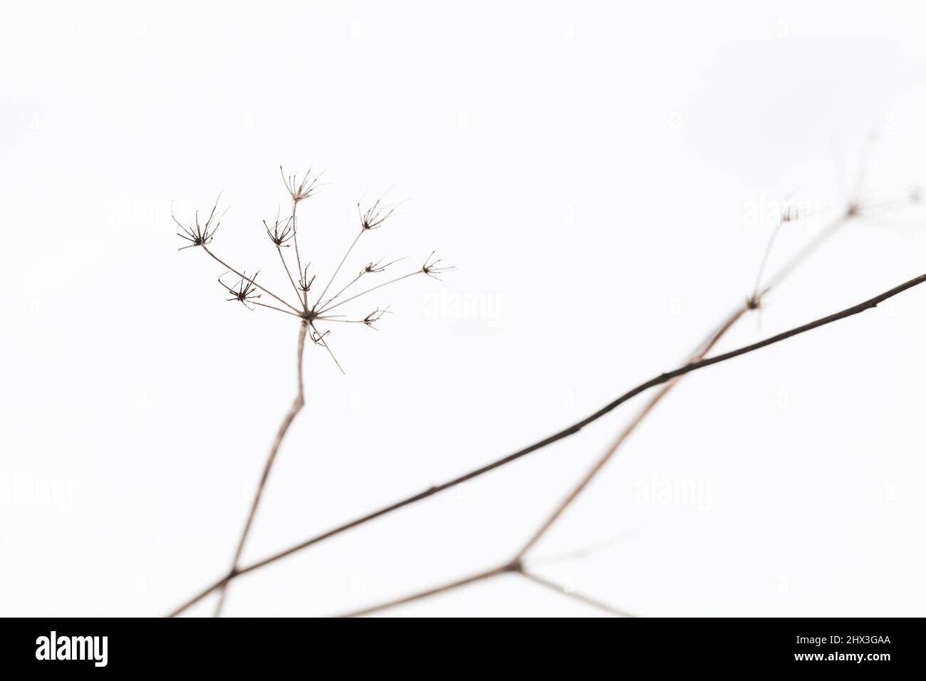 Primo piano foto astratta di un fiore di ombrello asciutto in un giorno d'inverno, sfondo naturale Foto Stock
