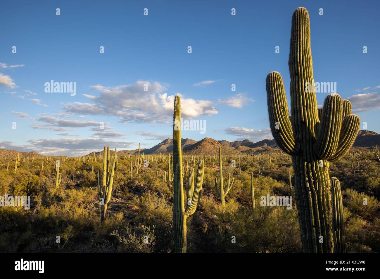 Il Saguaro National Park si trova nel sud dell'Arizona. Le sue 2 sezioni si trovano su entrambi i lati della città di Tucson. Il parco prende il nome dal grande cactus saguaro, Foto Stock