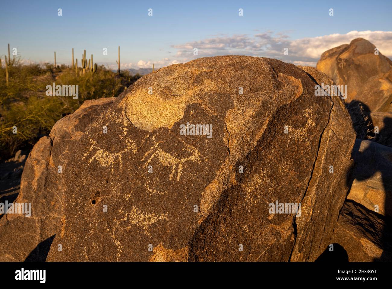 Il Saguaro National Park si trova nel sud dell'Arizona. Le sue 2 sezioni si trovano su entrambi i lati della città di Tucson. Il parco prende il nome dal grande cactus saguaro, Foto Stock