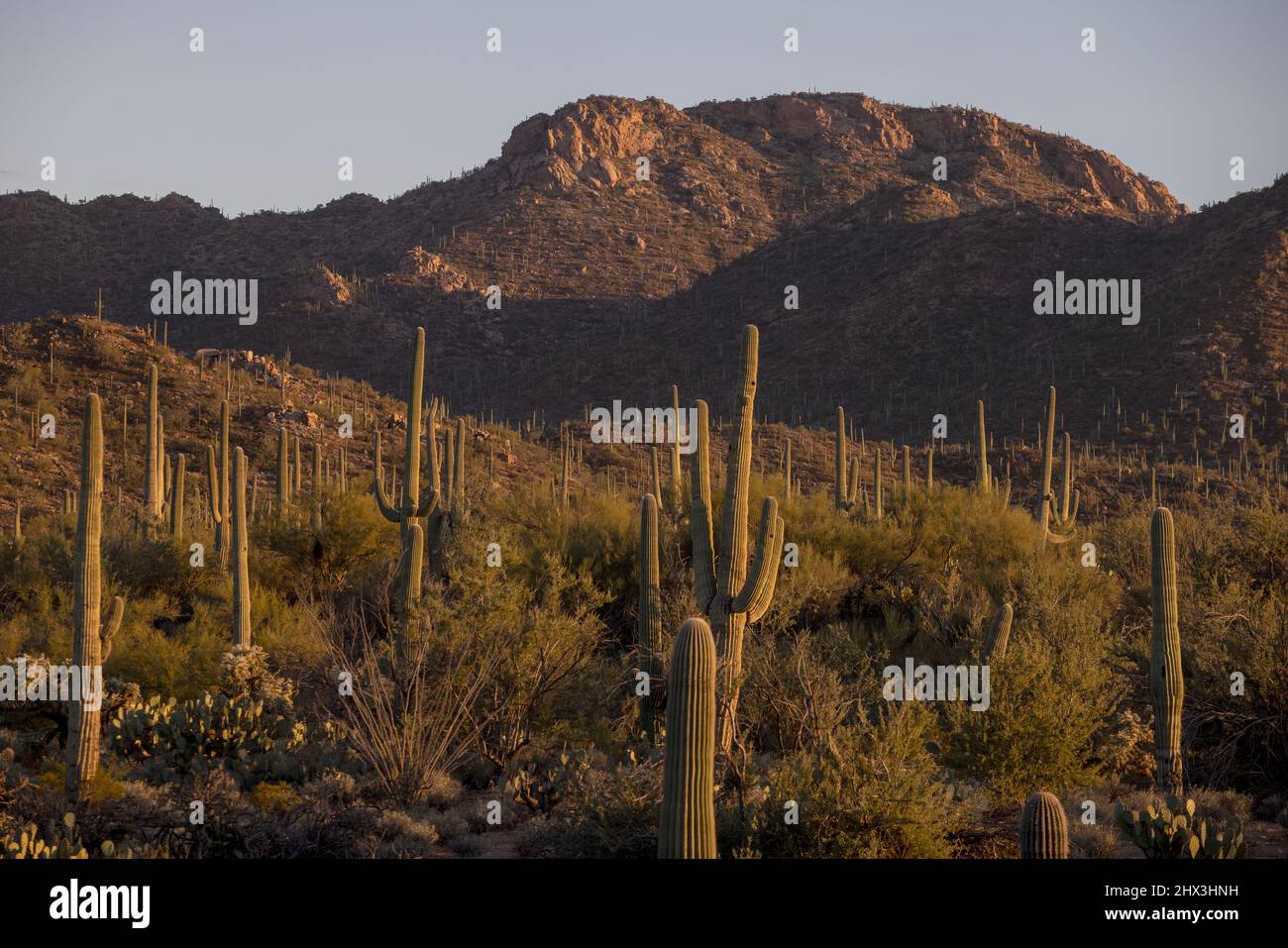 Il Saguaro National Park si trova nel sud dell'Arizona. Le sue 2 sezioni si trovano su entrambi i lati della città di Tucson. Il parco prende il nome dal grande cactus saguaro, Foto Stock