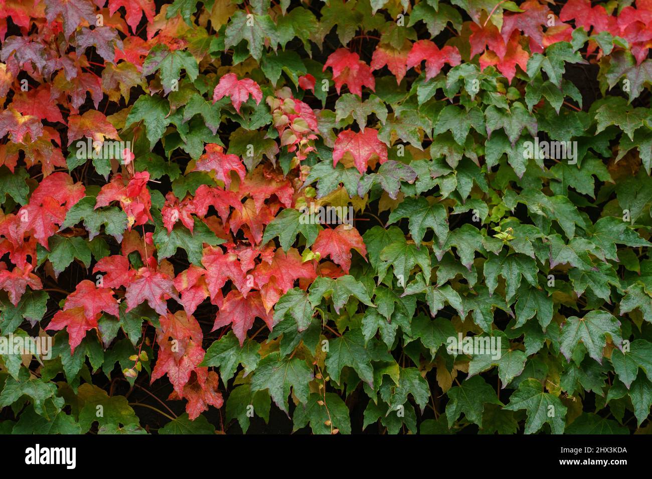 L'edera autunnale lascia in verde e rosso Foto Stock