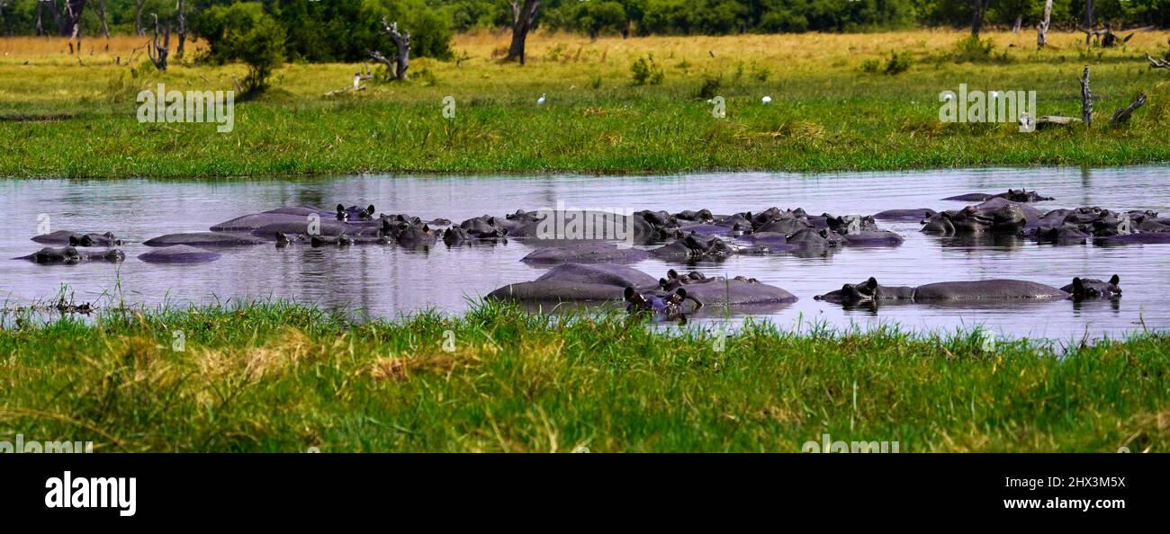 Una cialda o famiglia di Hippos mantenere fresco sommerso in acqua Foto Stock