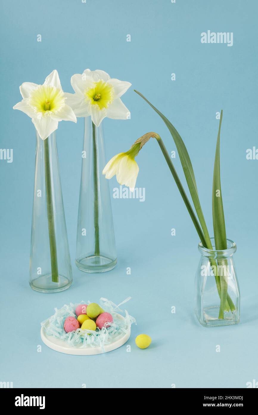 Daffodils bianchi in vasi di vetro e mini uova di cioccolato colorate Foto Stock
