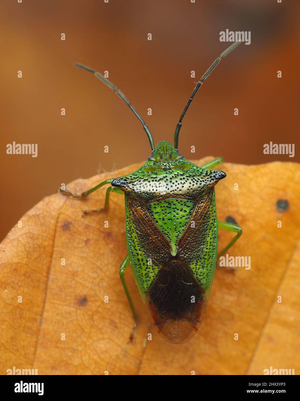 Hawthorn Shieldbug (Acanthosoma hemorrhoidale) su vecchia foglia di faggio. Tipperary, Irlanda Foto Stock