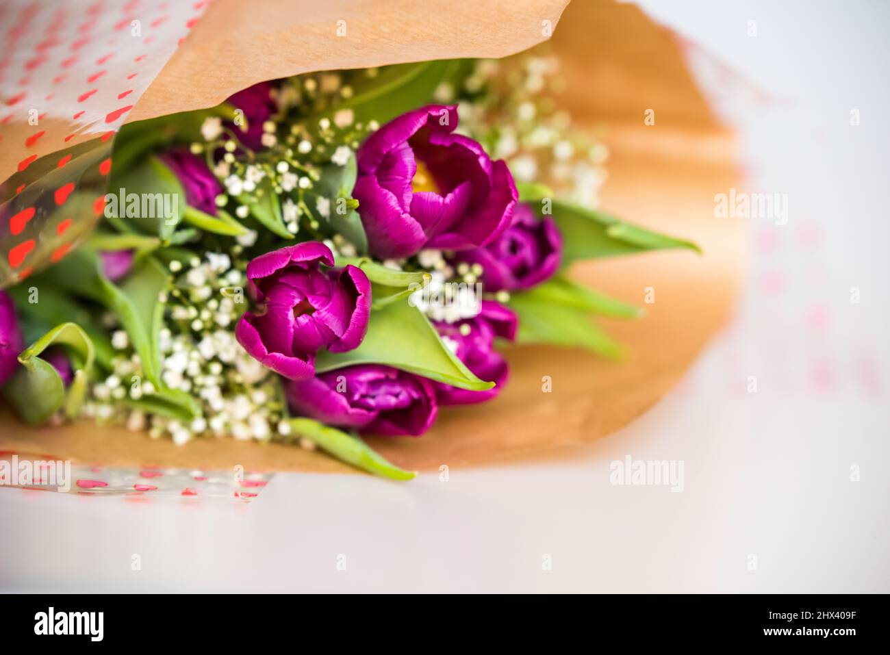 Tulipani freschi di primavera viola su vecchio foglio vintage su sfondo bianco, spazio copia Foto Stock