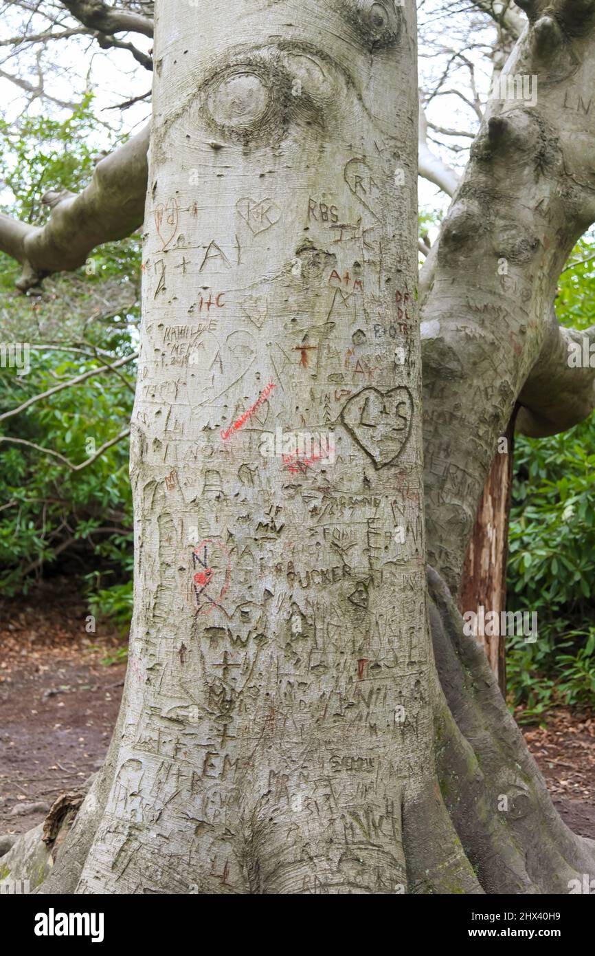 Lovers iniziali scolpite in tronco di albero a Virginia Water Lake, Windsor Great Park, Surrey, marzo 2022 Foto Stock