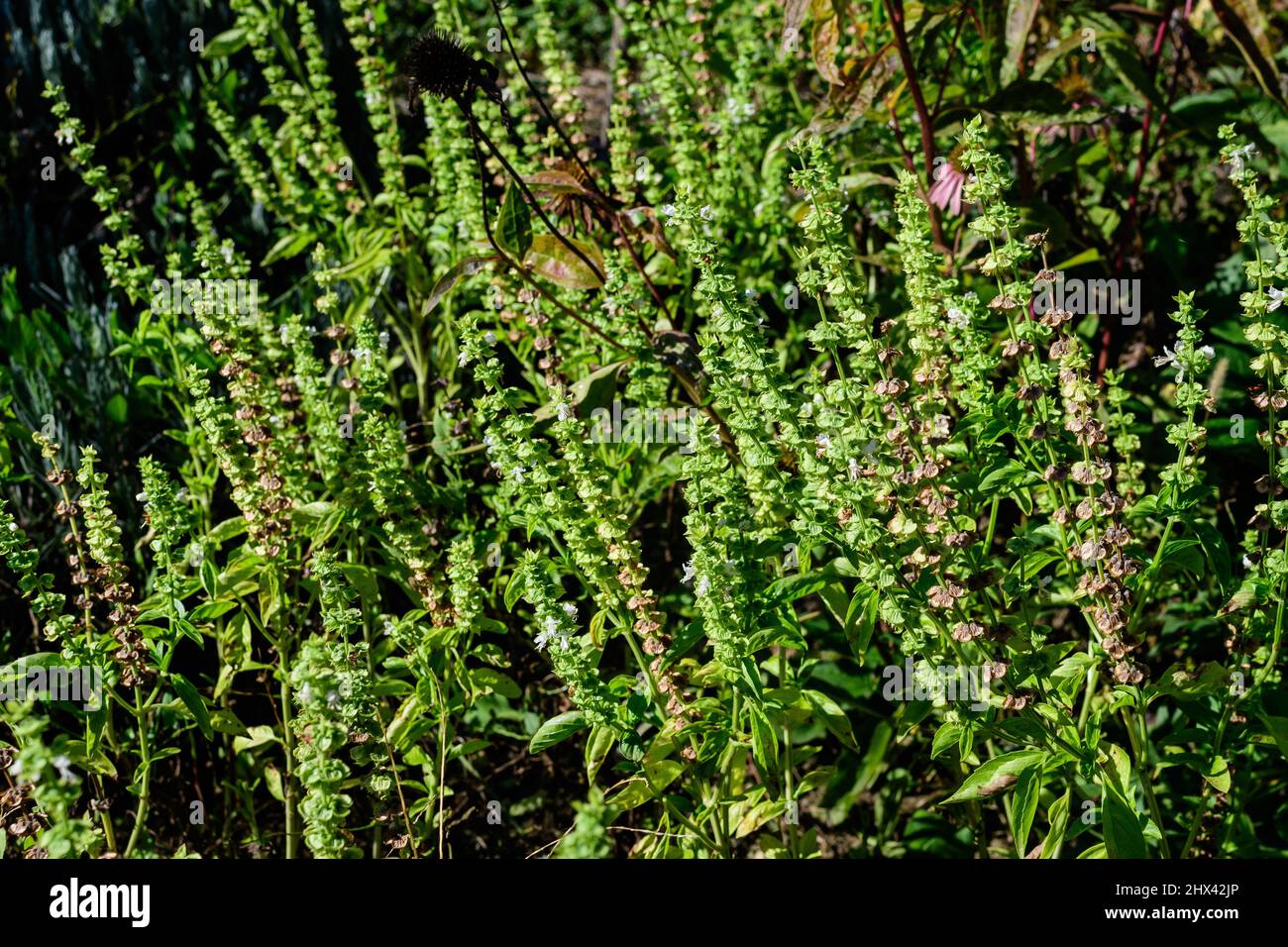 Primo piano di molte piccole foglie di basilico fresco verde e fiori in un giardino biologico autunno soleggiato, erbe vegane sane fotografate con soft focus Foto Stock