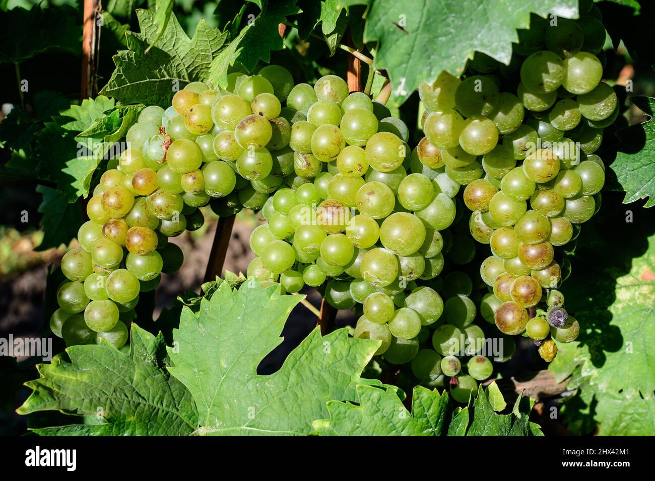 Primo piano di uve bianche biologiche mature e foglie verdi in vigna in una giornata di sole autunnale Foto Stock