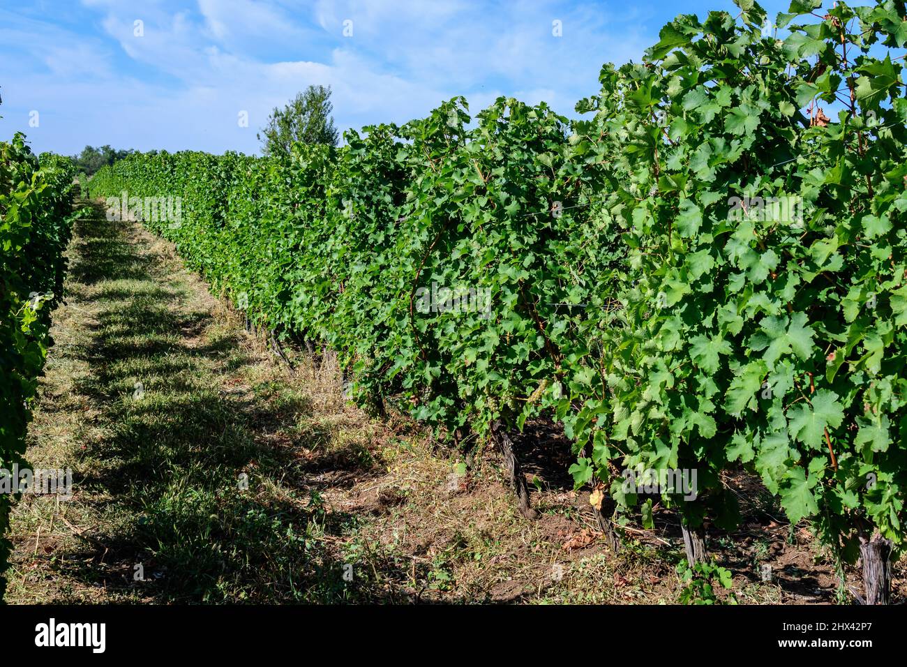 Fila con grandi piante con molte uve biologiche mature e foglie verdi in vigna in una giornata di sole autunno Foto Stock
