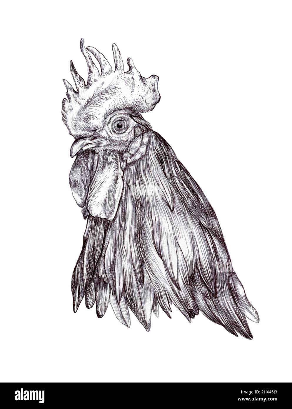 Disegno dettagliato dell'inchiostro di una testina di cockerel. Illustrazione dei supporti misti. Foto Stock