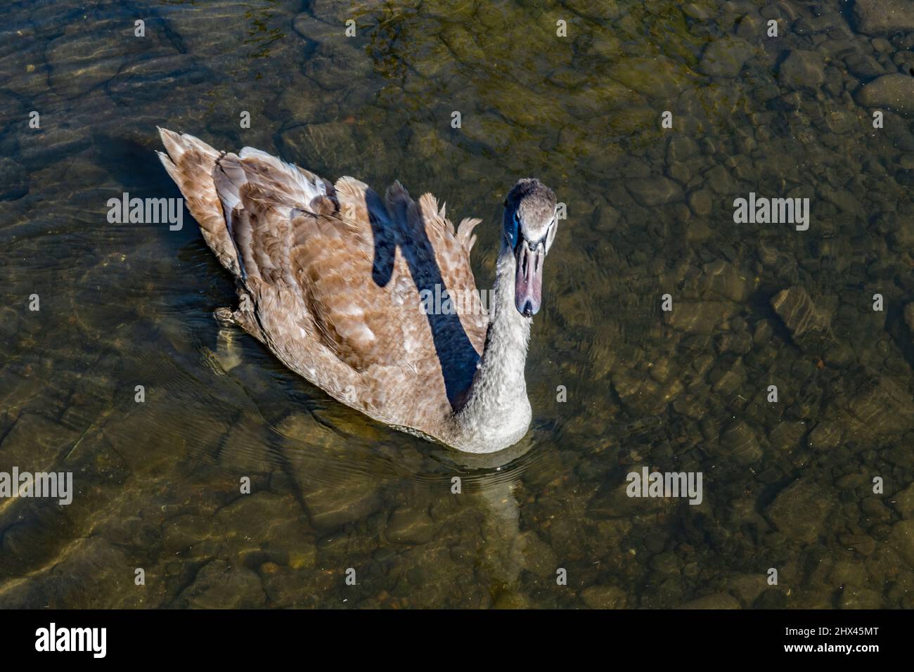Una nuotata in cigno cygnet al Cardiff Wetlands Cardiff Bay South Wales Foto Stock