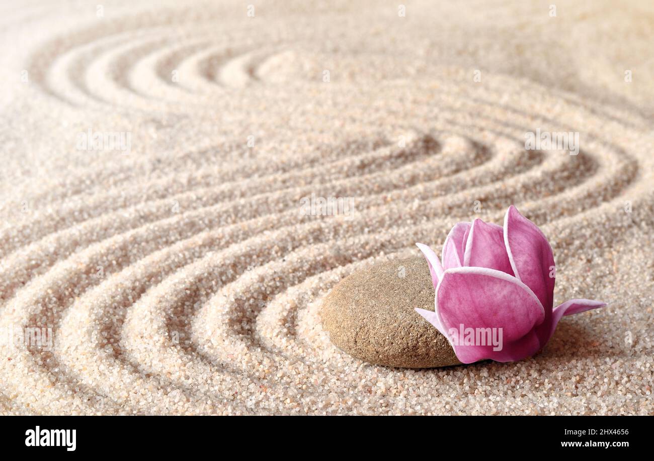 Giapponese zen giardino meditazione pietra e rosa magnolia, concentrazione e relax sabbia e roccia per armonia e equilibrio. Foto Stock