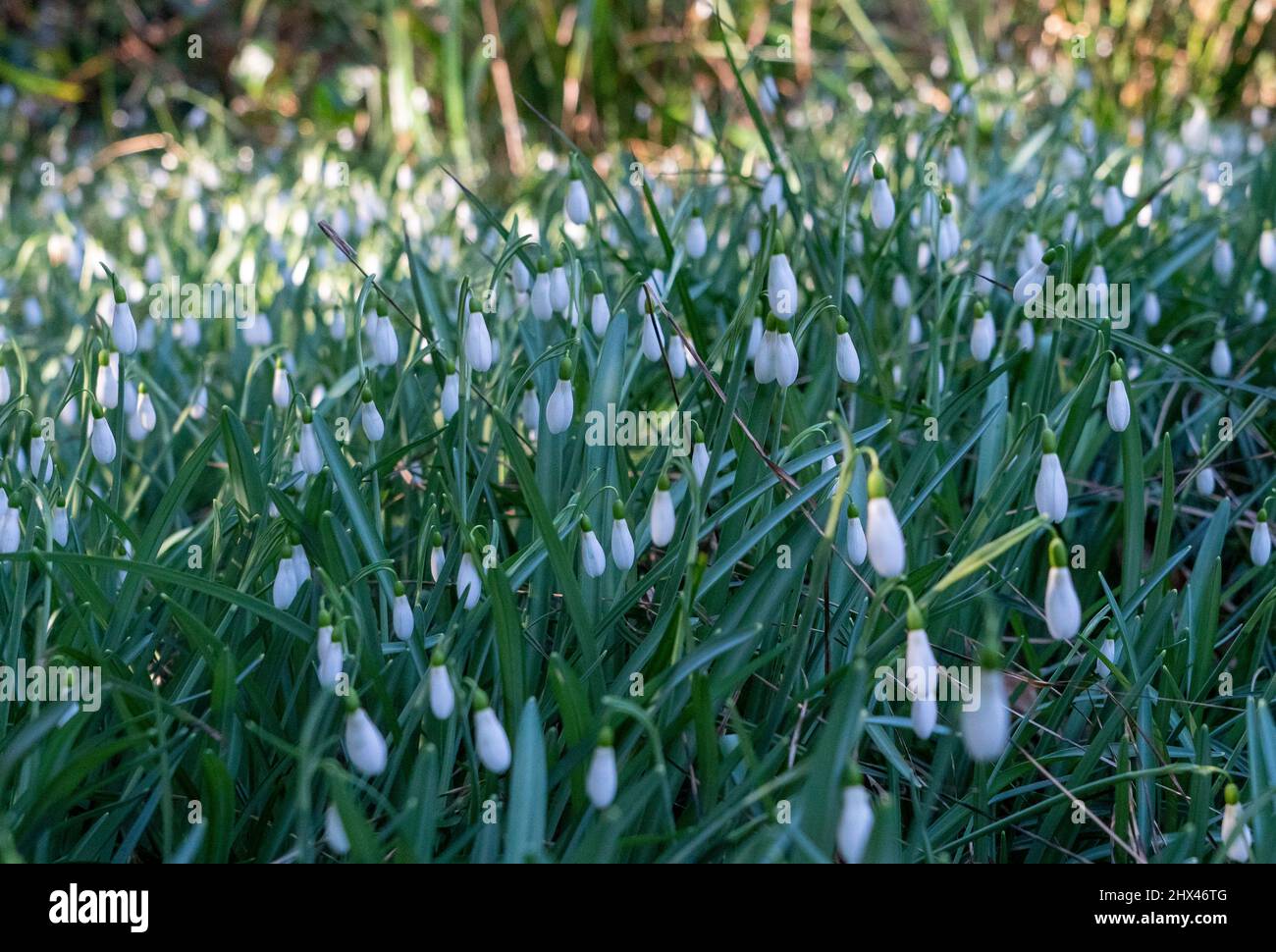 Fiori in fiore, tra cui un mare di migliaia di gocce di neve alla riserva naturale Warley Place Warley nell'Essex Foto Stock