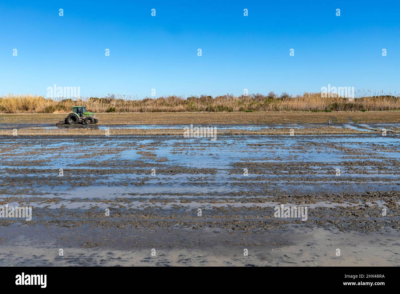 Fangueo attività agricola in un campo di riso a la Albufera, en los campos de ArrozEl Palmar, provincia di Valencia, Spagna Foto Stock