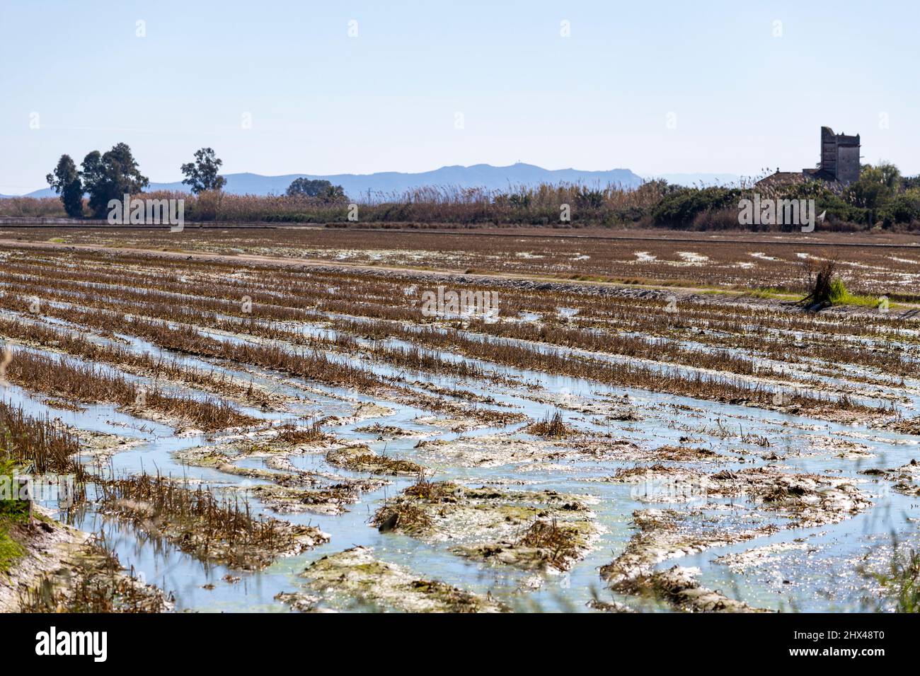 Campo di riso in inverno a la Albufera, El Palmar, provincia di Valencia, Spagna Foto Stock