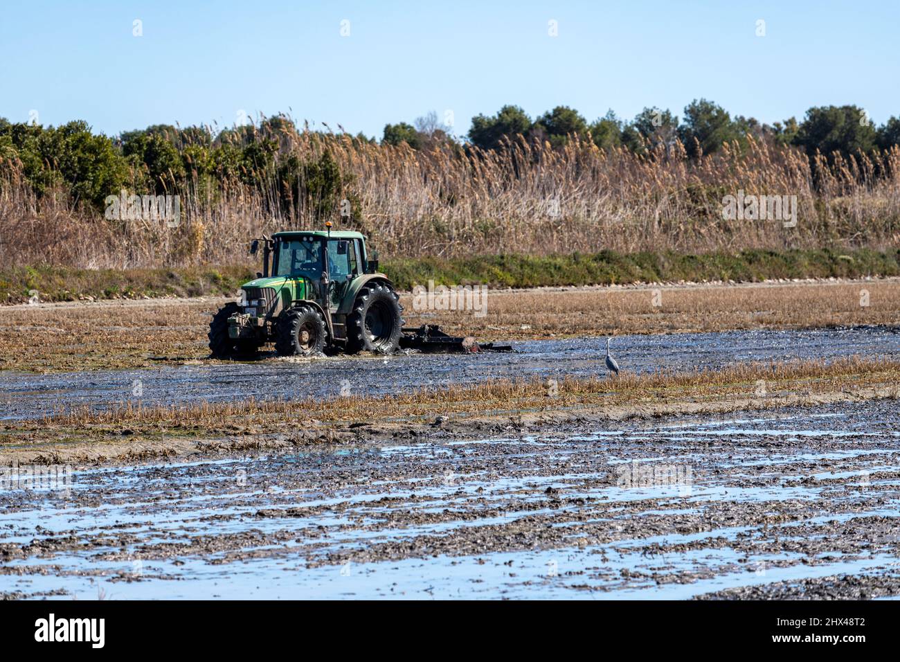 Fangueo attività agricola in un campo di riso a la Albufera, en los campos de ArrozEl Palmar, provincia di Valencia, Spagna Foto Stock