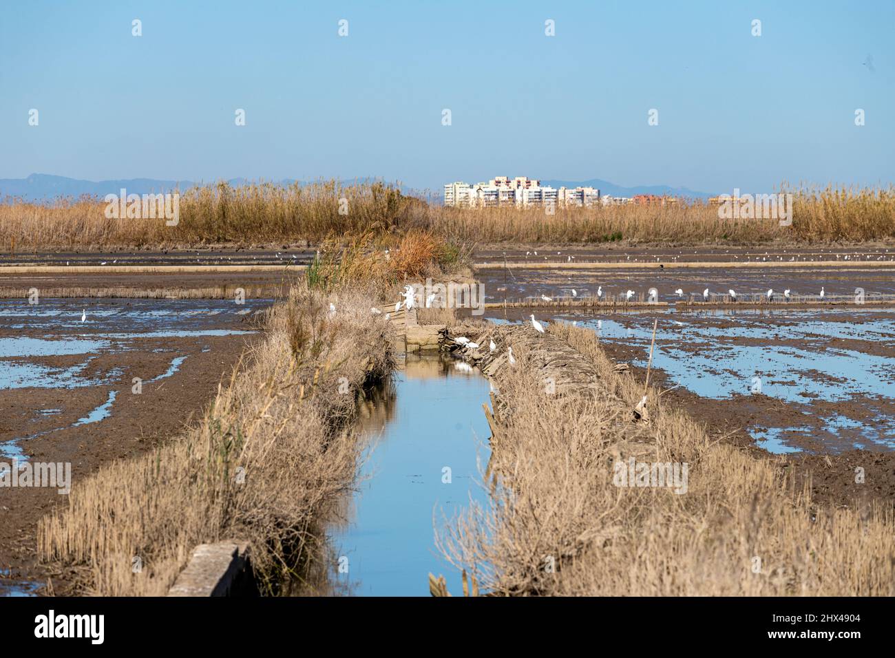 Campo di riso in inverno a la Albufera, El Palmar, provincia di Valencia, Spagna Foto Stock