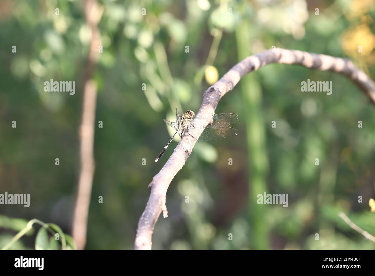 Una Dragonfly seduta su un ramo dell'albero Foto Stock