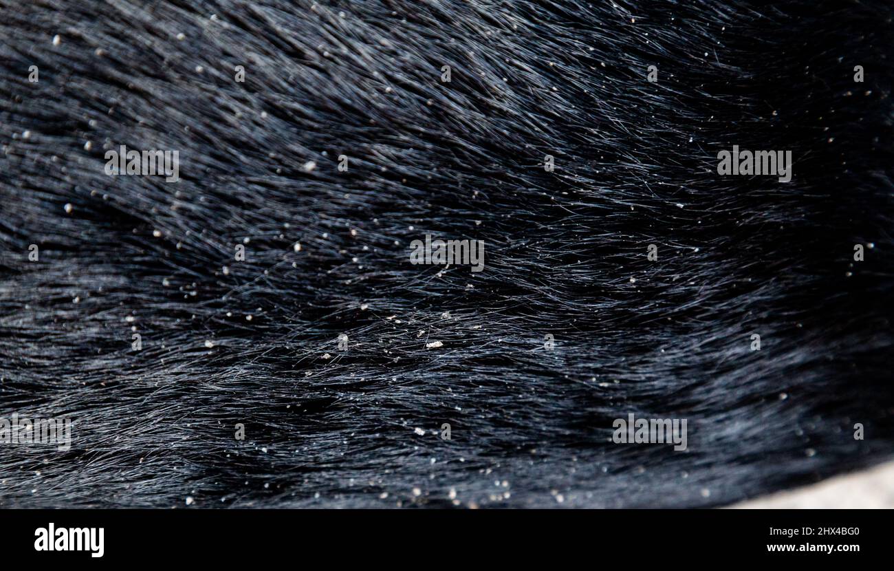 Un labrador nero riutilizza con forfora. Foto Stock