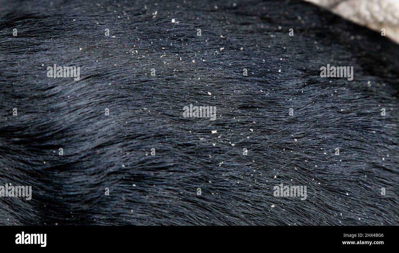 Un labrador nero riutilizza con forfora. Foto Stock