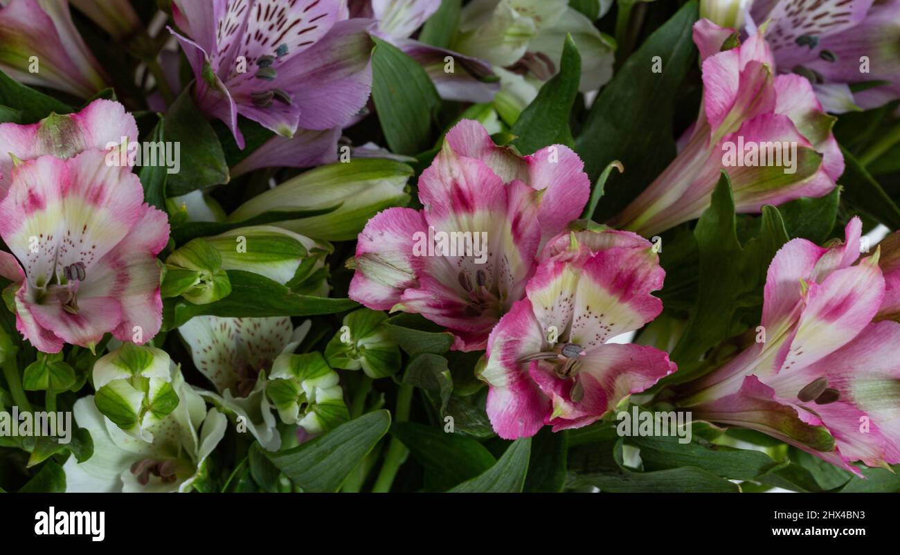 Primo piano di fiori misti di Alstroemeria. Foto Stock