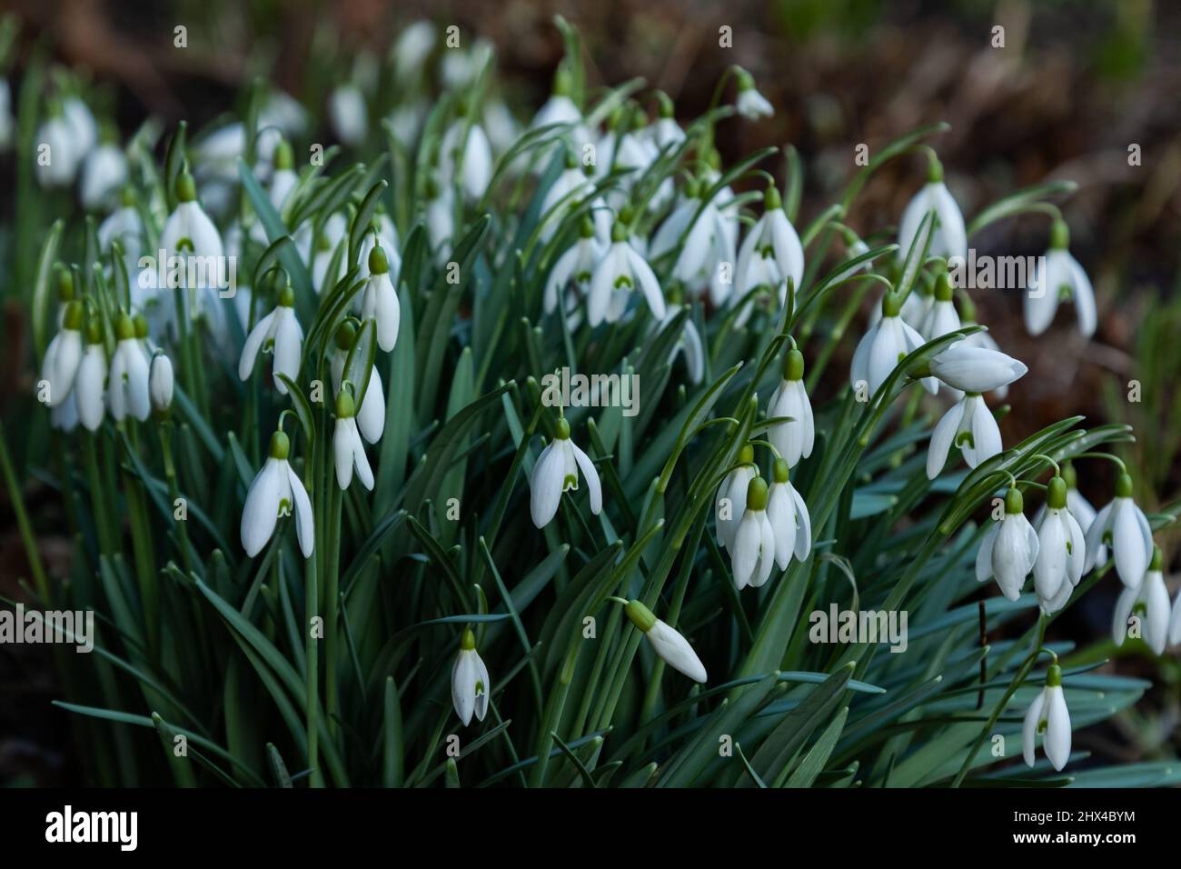Nevicate nel verde che cresce sotto gli alberi. Questa varietà con un centro verde è Galanthus nivalis. Foto Stock