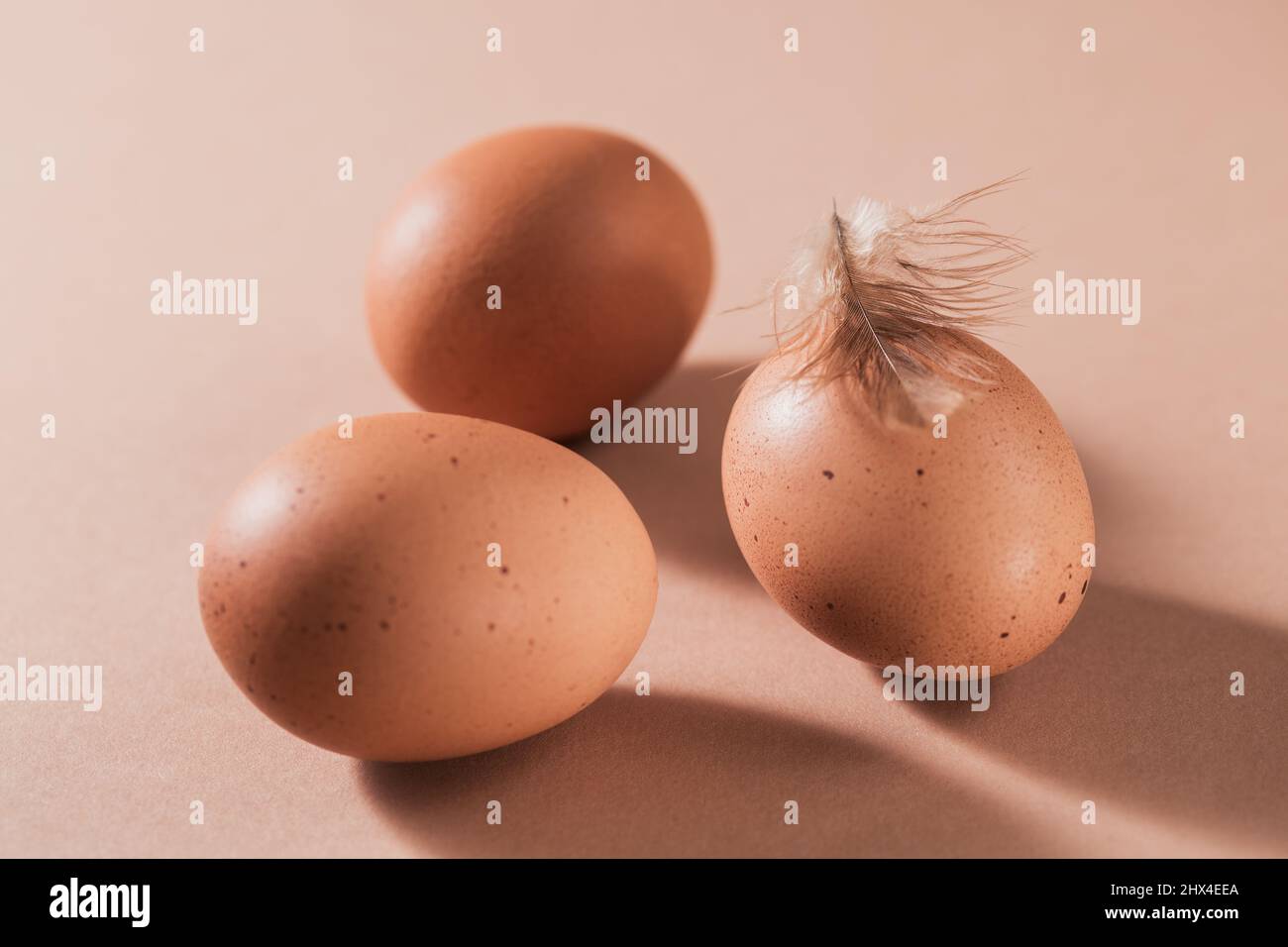 Primo piano di uova di pollo marroni con piume marroni su sfondo beige creativo minimo Foto Stock