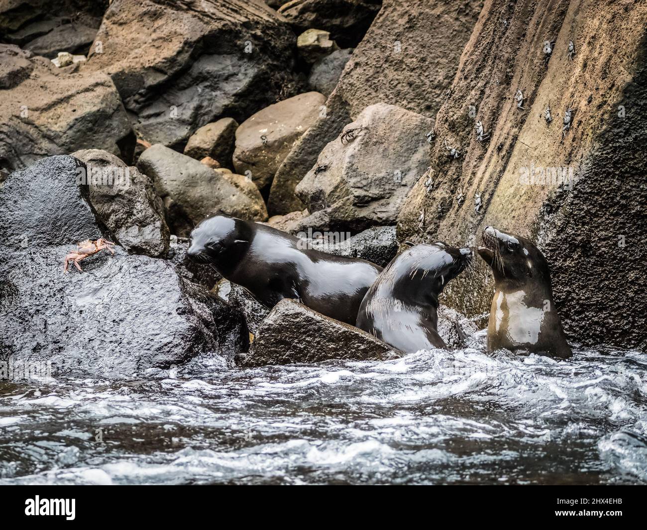 Se leoni Galapagos, Ecuador Foto Stock