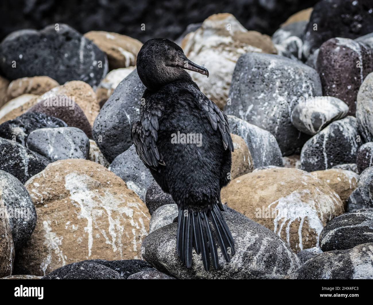 Galapagos, Ecuador Foto Stock