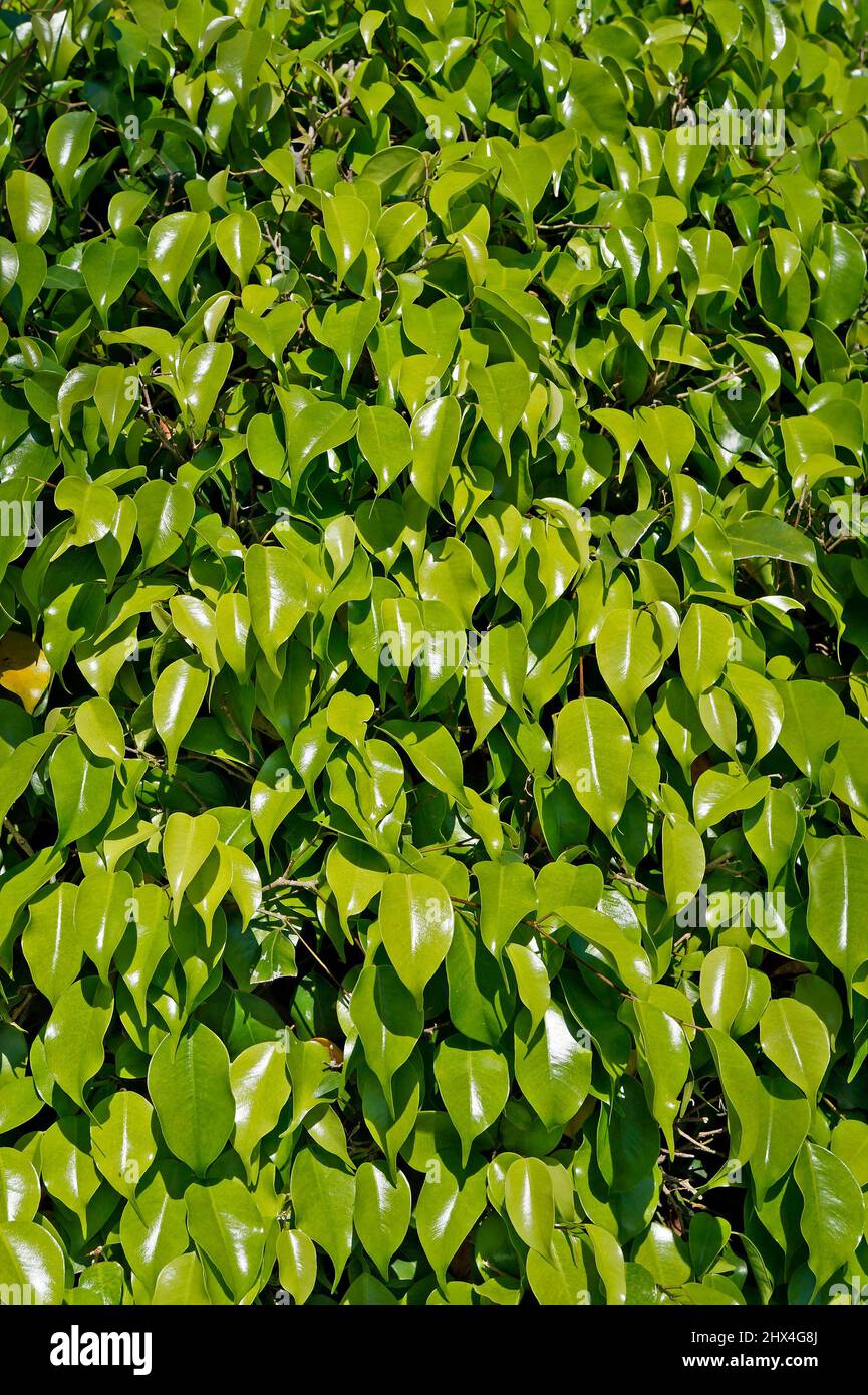 Foglie di fondo, fico piangente (Ficus benjamina) Foto Stock