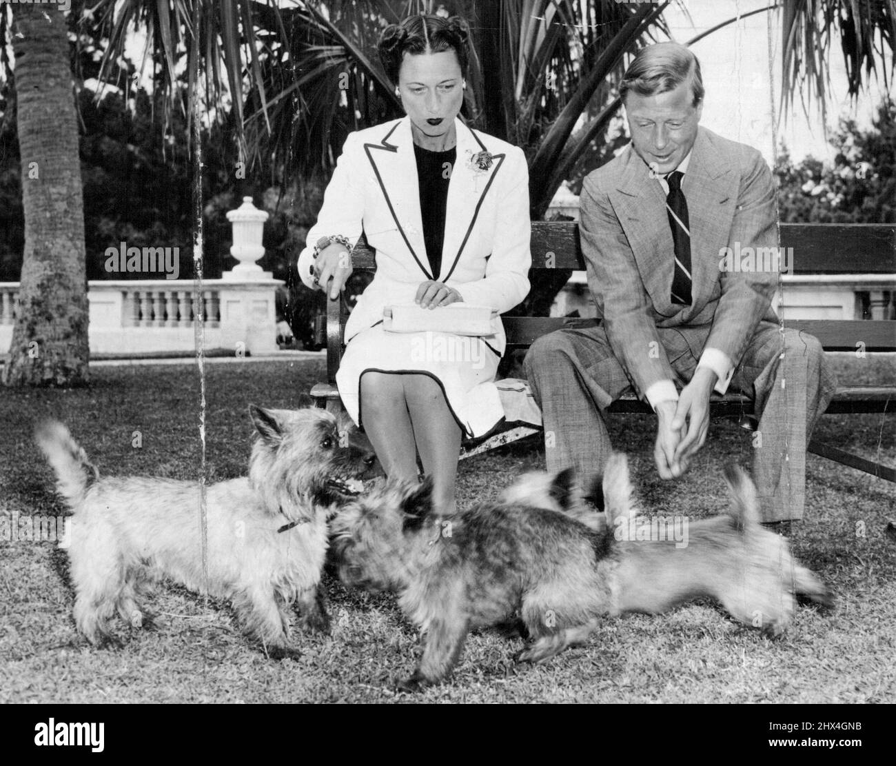 Duke & Duchessa di Windsor con i loro 3 cani che hanno accompagnato il mento di lusso yacht crociera sud a Miami, Florida. Ottobre 10, 1940. (Foto della stampa associata) Foto Stock