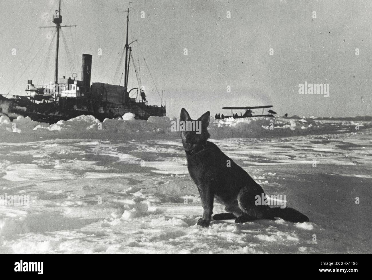 'John' sembra gradire avere la sua foto scattata: Il 'Taimyr' e l'aereo 'N-224' di Vlasov sono visti sullo sfondo. Il 19 febbraio, alle 5,30p.m. la stazione di spostamento 'Polo Nord' ha terminato i suoi lavori. L'eroico quartetto di Papanin è stato rimosso dal ghiaccio che sgocciolava nel Mare di Groenlandia dagli equipaggi dei due rompighiaccio, 'Taimir' e 'Murman'. Febbraio 14, 1938. (Foto di Soyuzphoto). Foto Stock