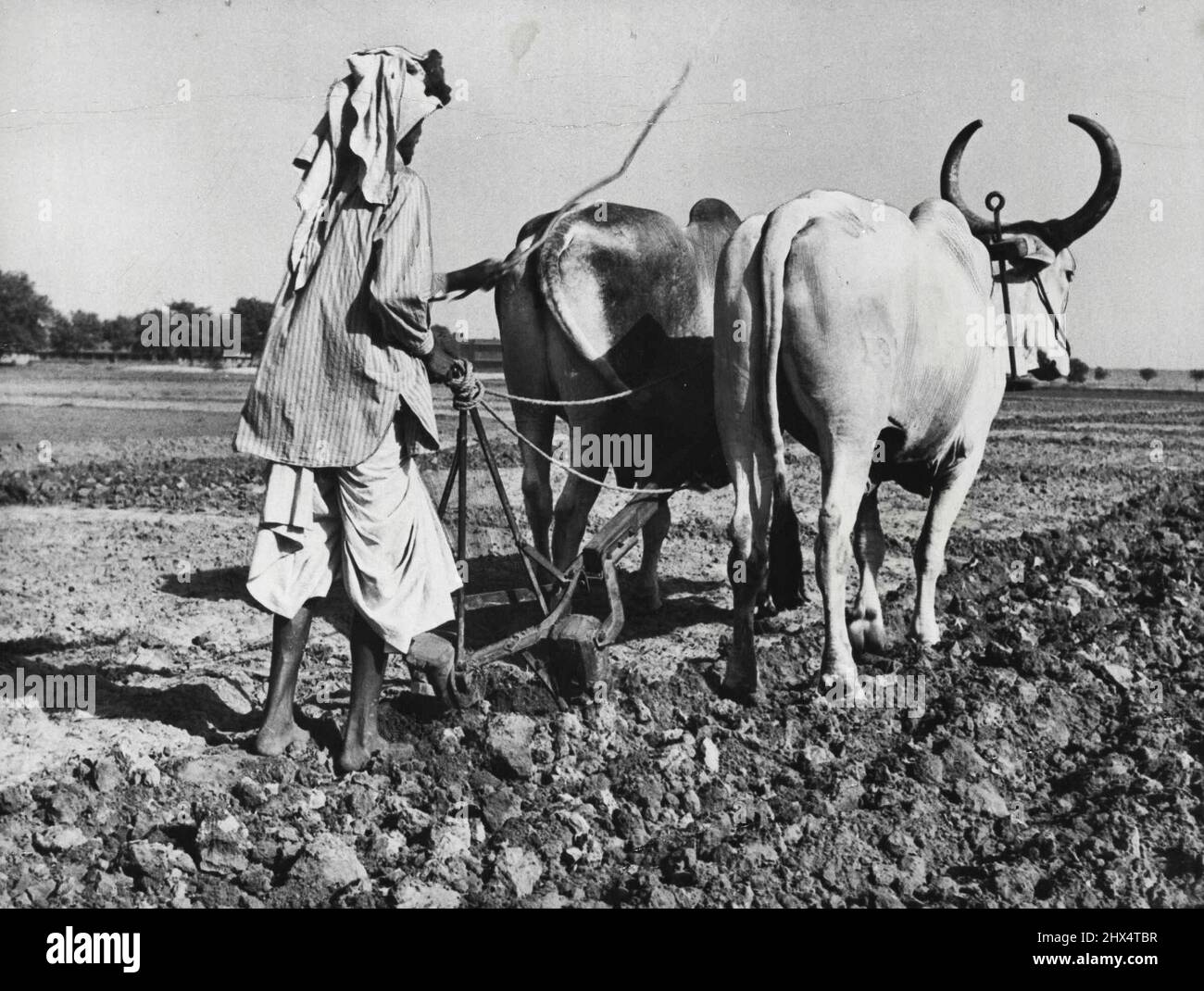 Nuovo arlow -- ***** Dal Indian Agricultural Research Institute del Ministero Centrale dell'Agricoltura. L'aratro è costituito dai fondi solo di due aratri standard attualmente in uso, opportunamente accoppiati mediante un'intelaiatura e tirati da un'unica trave centrale. Giugno 22, 1949. Foto Stock